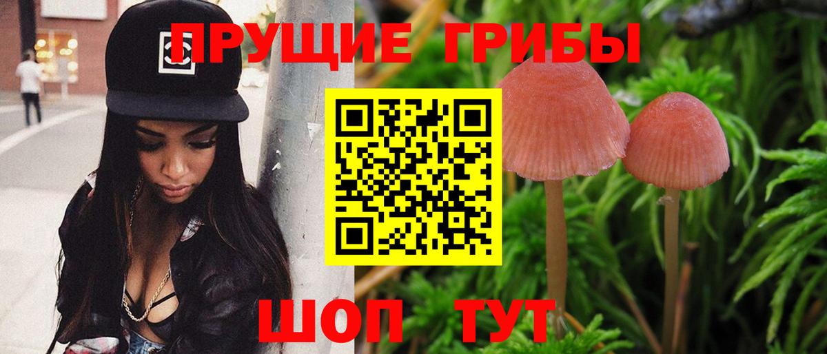 Псилоцибиновые грибы Psilocybe Асино